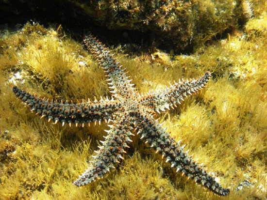  Marthasterias glacialis (Spiny Sea Star)